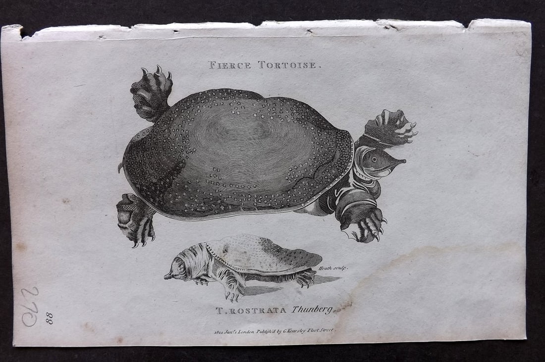 Shaw, George 1809 Antique Print. Fierce Tortoise: Copper Plate Published 1809 by G.Kearsley, London for "Zoological Lectures..." by George Shaw. Paper Size: 8 x 5 inch (21 x 13cm) Water Stain present in margin. Good Condition