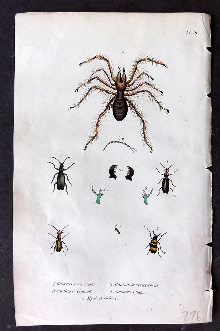 Stephenson, John 1838 Hand Col Print. Galeodes Sun Spider & Insects 26 (1 of 1)