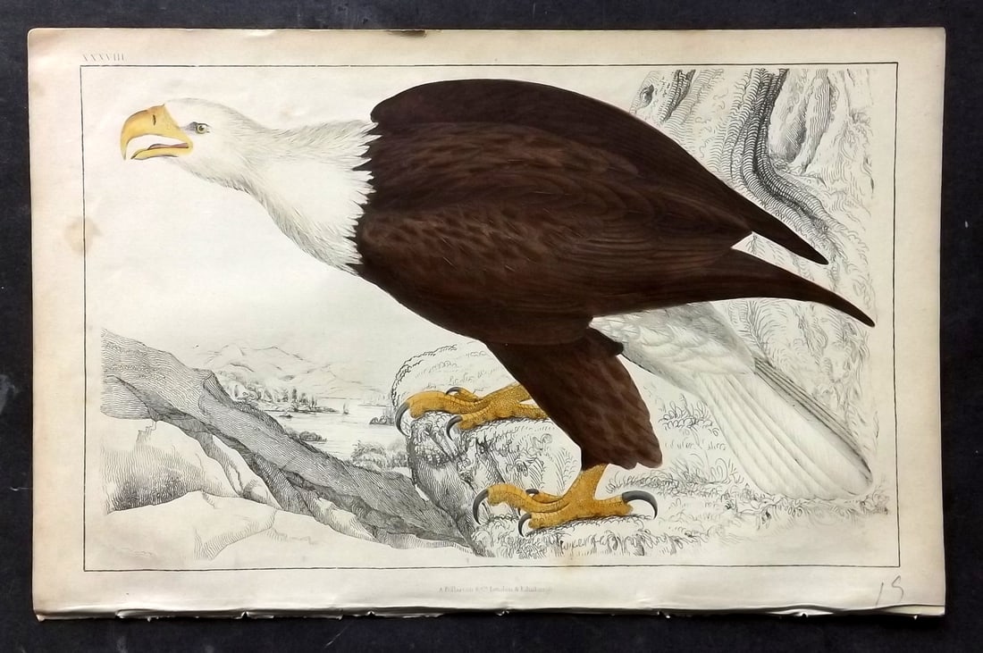 Goldsmith, Oliver C1850 Hand Col Bird Print. White Headed Eagle 38 (1 of 1)