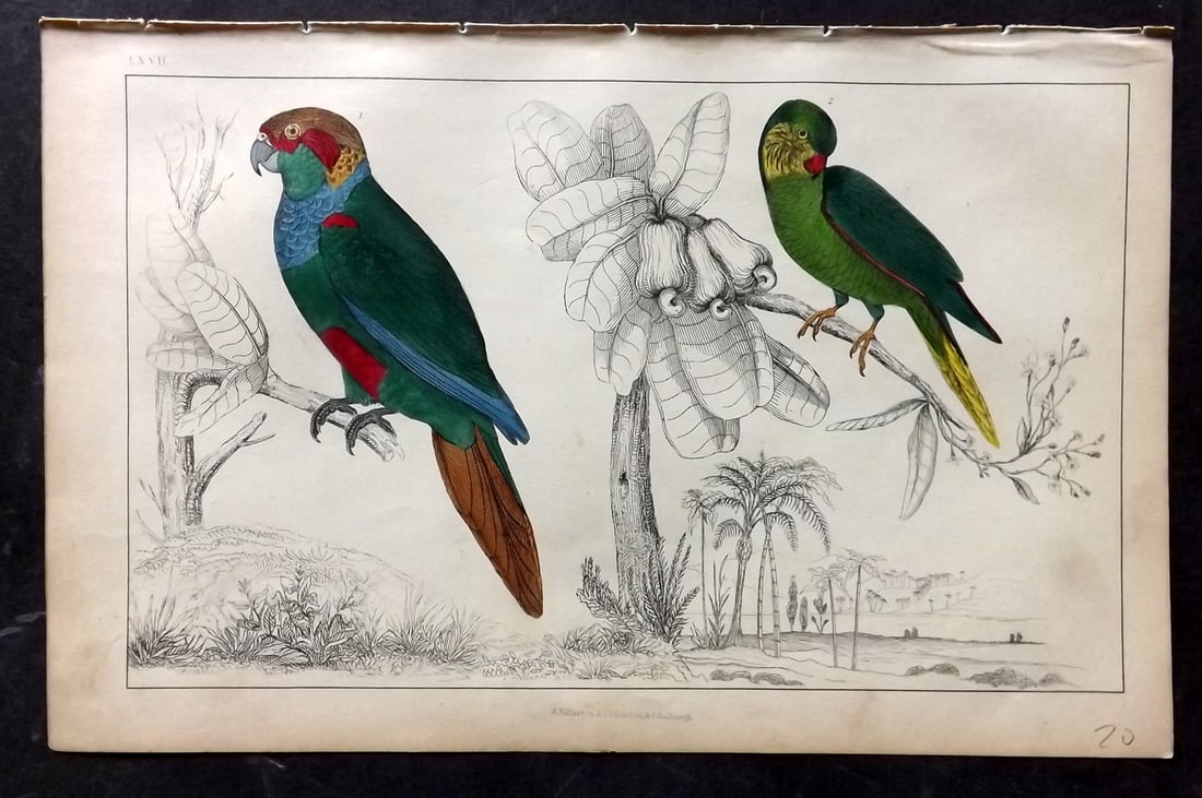Goldsmith, Oliver C1850 Hand Col Bird Print. Tiriba & Coquette Parrakeet 67 (1 of 1)