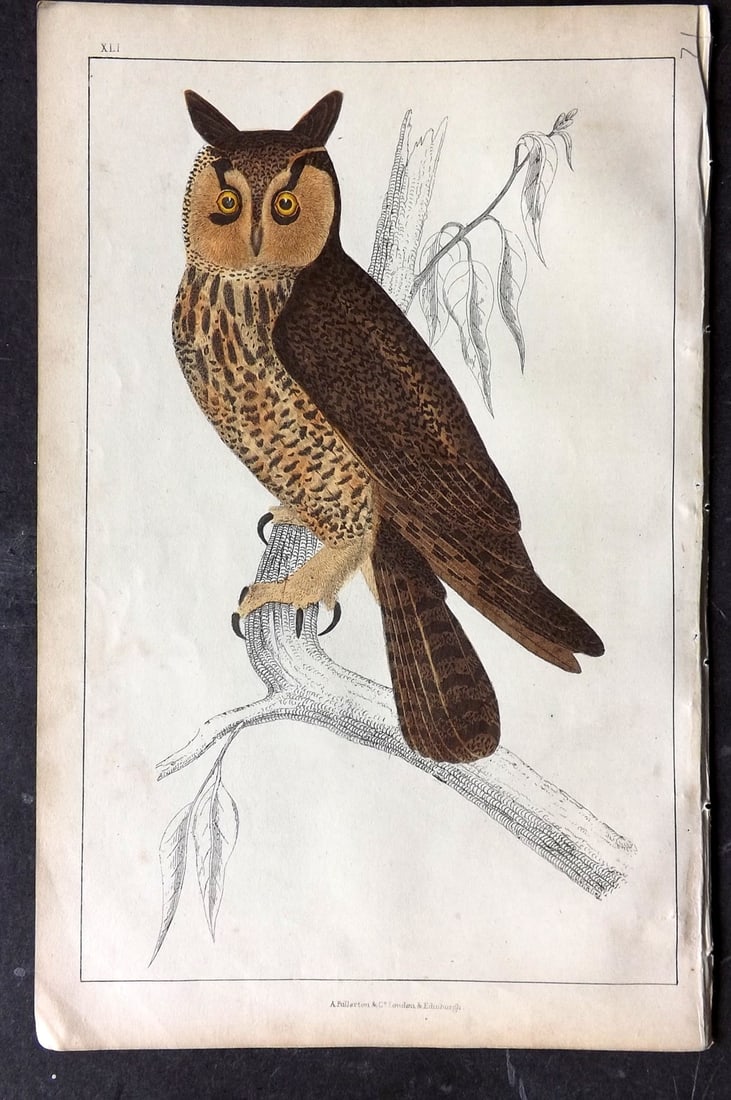 Goldsmith, Oliver C1850 Hand Col Bird Print. Long Eared Owl 41 (1 of 1)