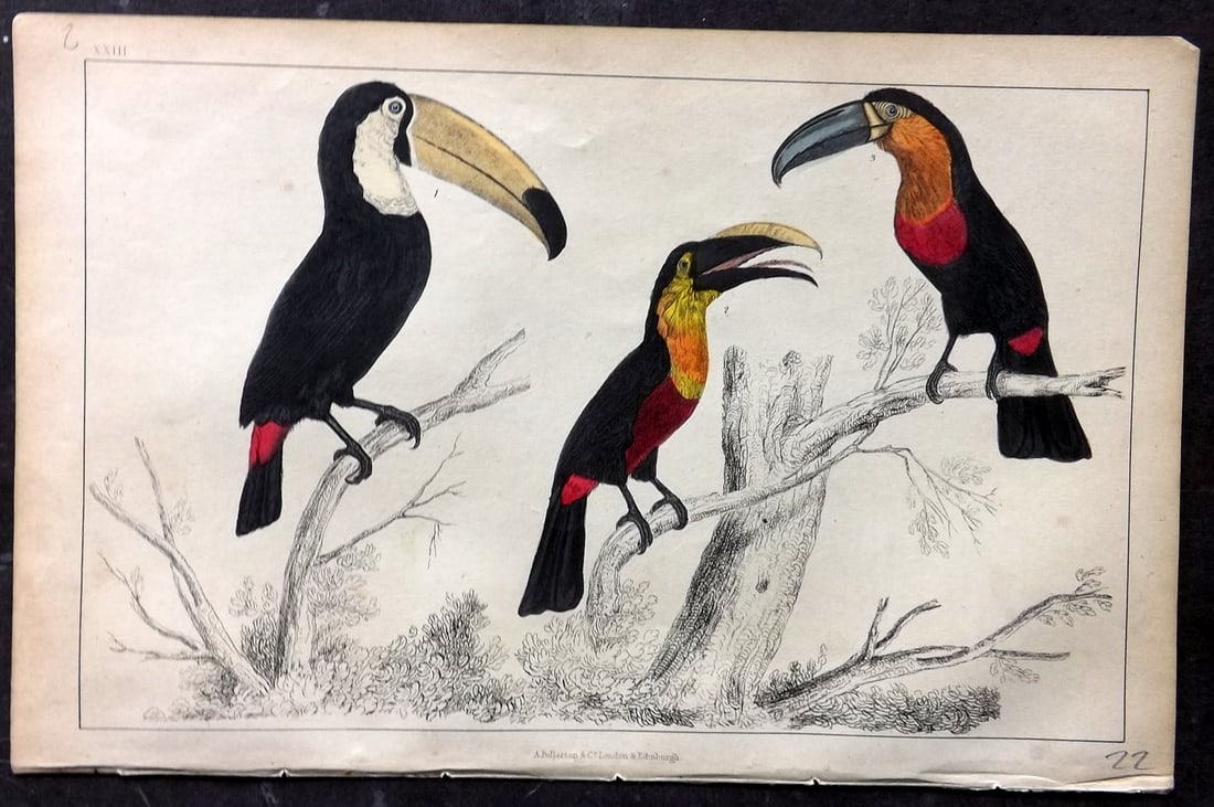 Goldsmith, Oliver C1850 Hand Col Bird Print. Toco, Tocard & Blue Billes Toucans 23 (1 of 1)