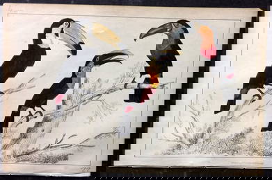 Goldsmith, Oliver C1850 Hand Col Bird Print. Toco, Tocard & Blue Billes Toucans 23