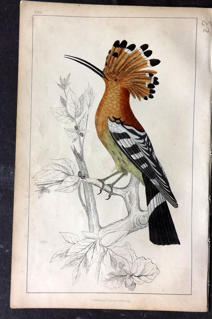 Goldsmith, Oliver C1850 Hand Col Bird Print. Hoopoe 22: Hand Colored Etching/Engraving Published C1850 by A. Fullarton & Co., London for "A History of the Earth and Animated Nature" by Oliver Goldsmith. Paper Size: 10 x 6 inch (25 x 16cm) Very minor toning