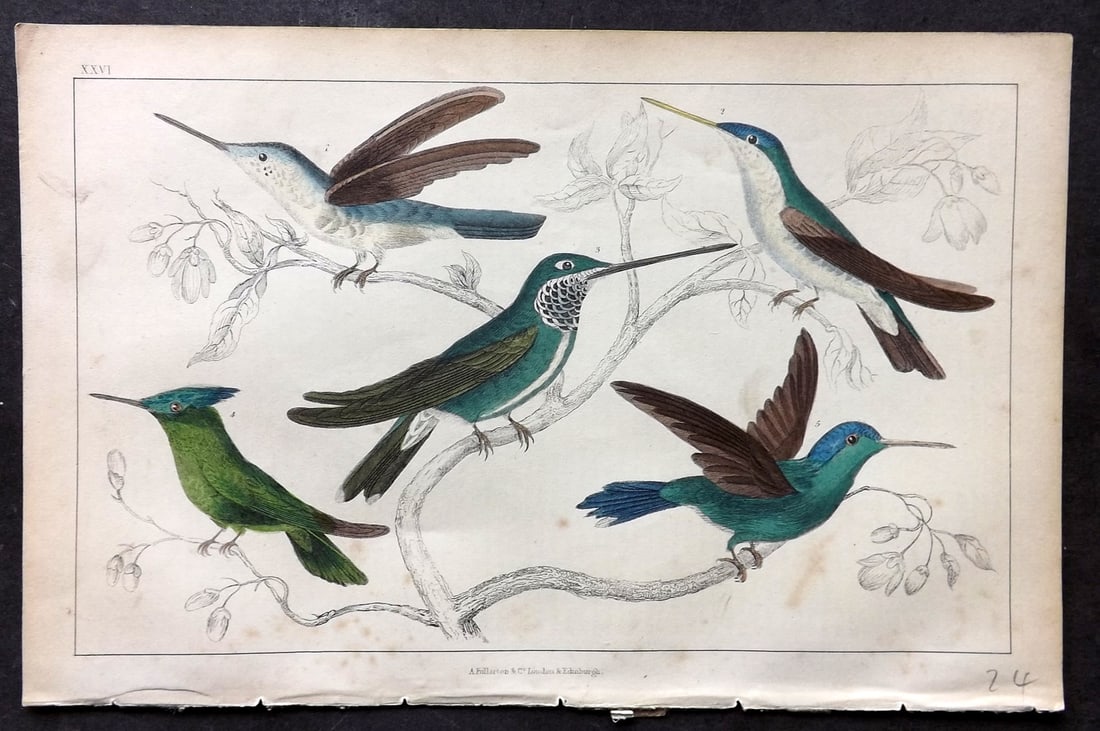 Goldsmith, Oliver C1850 Hand Col Bird Print. Hummingbirds 26: Hand Colored Etching/Engraving Published C1850 by A. Fullarton & Co., London for "A History of the Earth and Animated Nature" by Oliver Goldsmith. Paper Size: 10 x 6 inch (25 x 16cm) Very minor toning