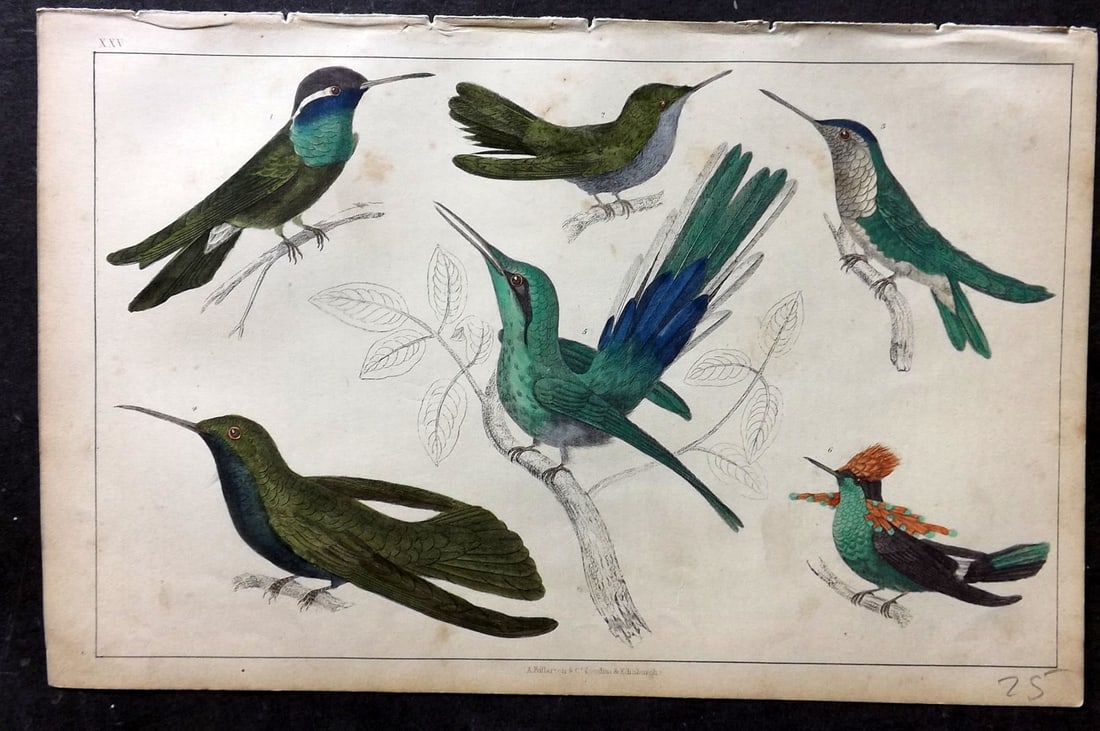 Goldsmith, Oliver C1850 Hand Col Bird Print. Hummingbirds 25: Hand Colored Etching/Engraving Published C1850 by A. Fullarton & Co., London for "A History of the Earth and Animated Nature" by Oliver Goldsmith. Paper Size: 10 x 6 inch (25 x 16cm) Very minor toning