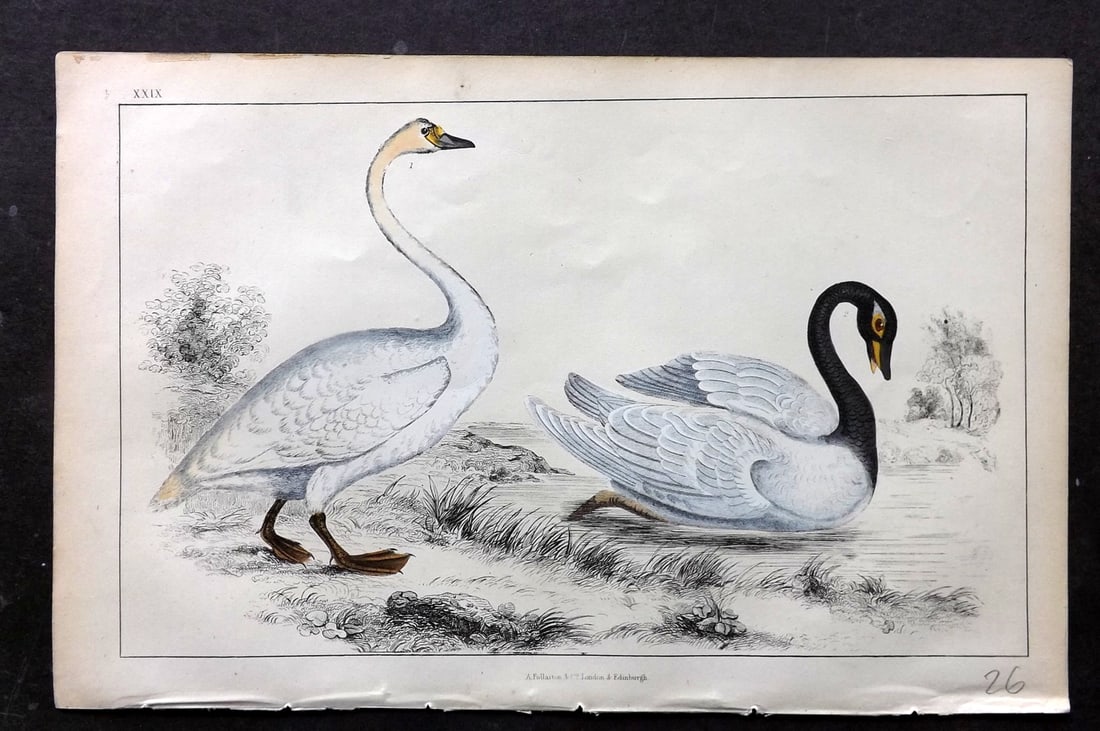 Goldsmith, Oliver C1850 Hand Col Bird Print. Bewick's & Black Necked Swan 29 (1 of 1)