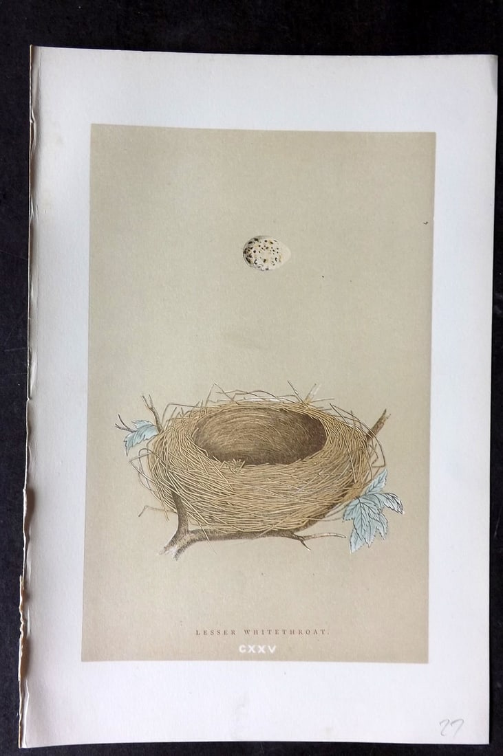 Morris, Francis 1896 Antique Bird Nest Print. Lesser Whitethroat 125: Woodblocks Published 1870, London for "A Natural History of the Nests and Eggs of British Birds" By the Rev. Francis Orpen Morris, printed Benjamin Fawcett. Paper Size: 10 x 7 nch (26 x 18cm) Good Con