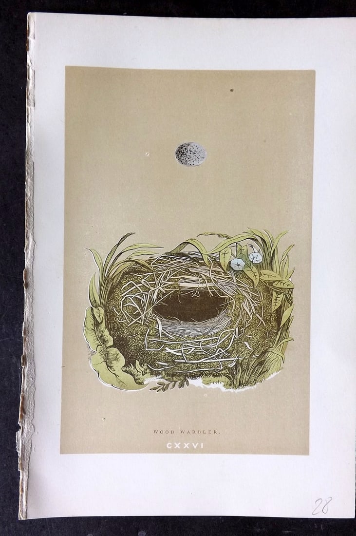 Morris, Francis 1896 Antique Bird Nest Print. Wood Warbler 126: Woodblocks Published 1870, London for "A Natural History of the Nests and Eggs of British Birds" By the Rev. Francis Orpen Morris, printed Benjamin Fawcett. Paper Size: 10 x 7 nch (26 x 18cm) Good Con