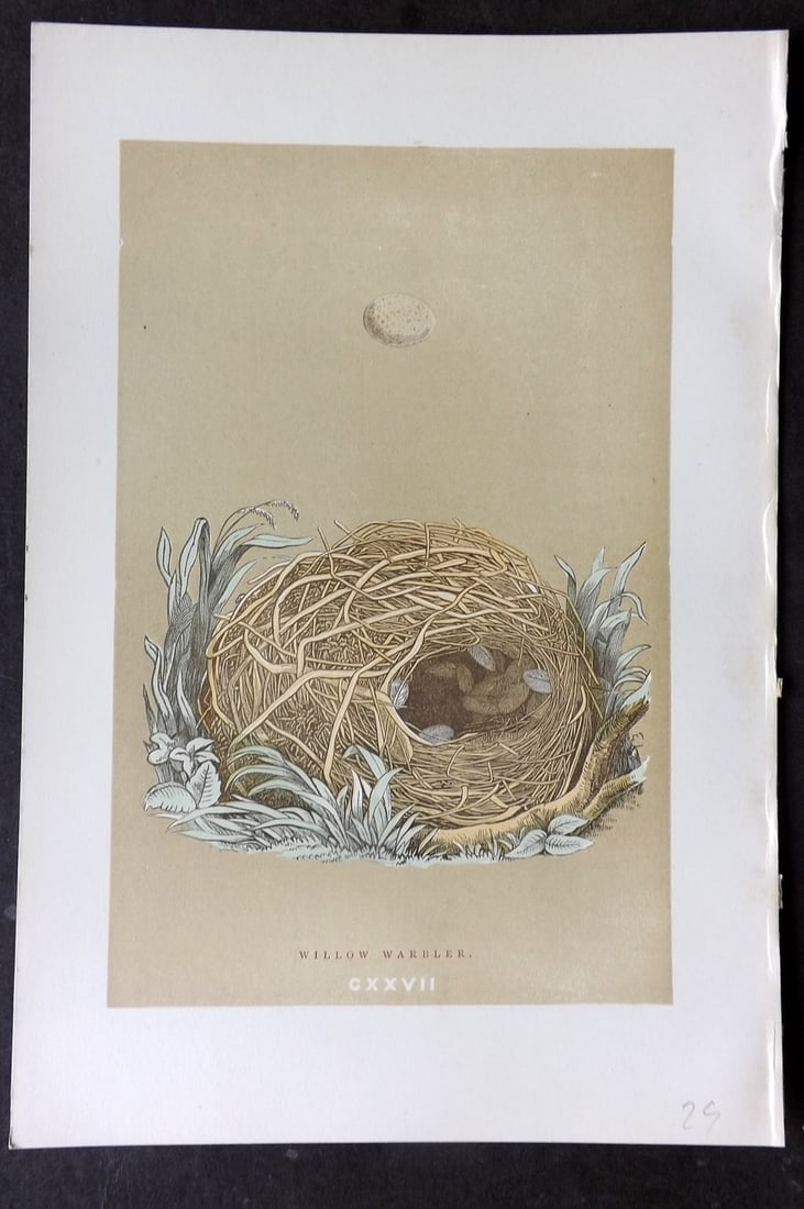 Morris, Francis 1896 Antique Bird Nest Print. Willow Warbler 127: Woodblocks Published 1870, London for "A Natural History of the Nests and Eggs of British Birds" By the Rev. Francis Orpen Morris, printed Benjamin Fawcett. Paper Size: 10 x 7 nch (26 x 18cm) Good Con