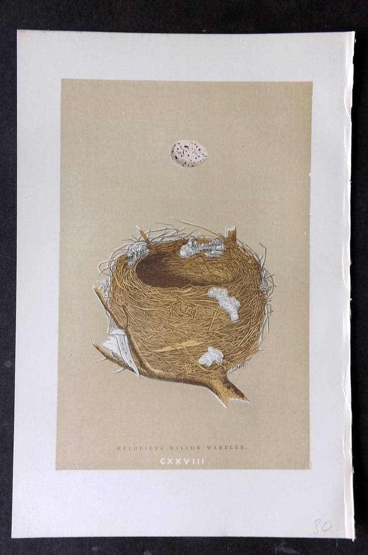 Morris, Francis 1896 Antique Bird Nest Print. Melodious Willow Warbler 128: Woodblocks Published 1870, London for "A Natural History of the Nests and Eggs of British Birds" By the Rev. Francis Orpen Morris, printed Benjamin Fawcett. Paper Size: 10 x 7 nch (26 x 18cm) Good Con