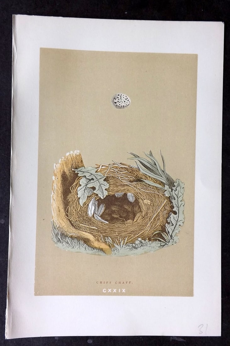 Morris, Francis 1896 Antique Bird Nest Print. Chiff Chaff 129: Woodblocks Published 1870, London for "A Natural History of the Nests and Eggs of British Birds" By the Rev. Francis Orpen Morris, printed Benjamin Fawcett. Paper Size: 10 x 7 nch (26 x 18cm) Good Con