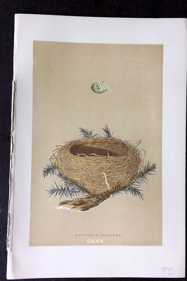 Morris, Francis 1896 Antique Bird Nest Print. Dartford Warbler 130: Woodblocks Published 1870, London for "A Natural History of the Nests and Eggs of British Birds" By the Rev. Francis Orpen Morris, printed Benjamin Fawcett. Paper Size: 10 x 7 nch (26 x 18cm) Good Con