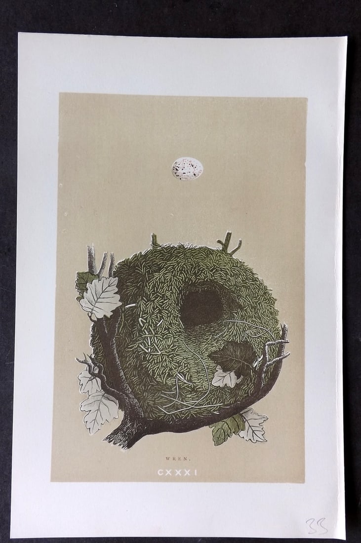 Morris, Francis 1896 Antique Bird Nest Print. Wren 131: Woodblocks Published 1870, London for "A Natural History of the Nests and Eggs of British Birds" By the Rev. Francis Orpen Morris, printed Benjamin Fawcett. Paper Size: 10 x 7 nch (26 x 18cm) Good Con