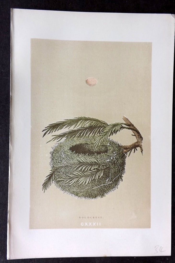 Morris, Francis 1896 Antique Bird Nest Print. Goldcrest 132: Woodblocks Published 1870, London for "A Natural History of the Nests and Eggs of British Birds" By the Rev. Francis Orpen Morris, printed Benjamin Fawcett. Paper Size: 10 x 7 nch (26 x 18cm) Good Con