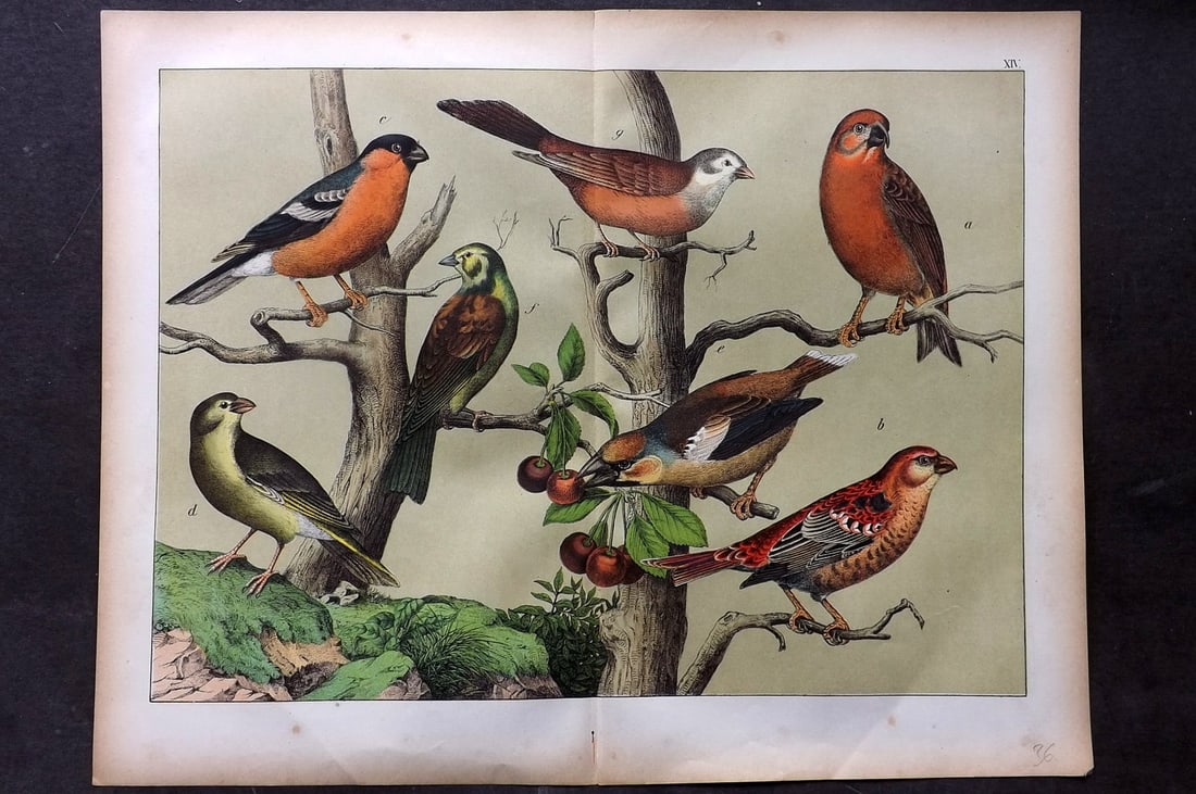 Schubert, Gotthilf C1880 Folio Bird Print. Grosbeaks, Crossbills 14: Folio Lithograph Published C1880, Hecklingen & Munich for "Le Regne Animal" by Gotthilf Heinrich von Schubert. Centre fold as published. Paper Size: 16 x 12.5 ich (40 x 32cm) Good Condition