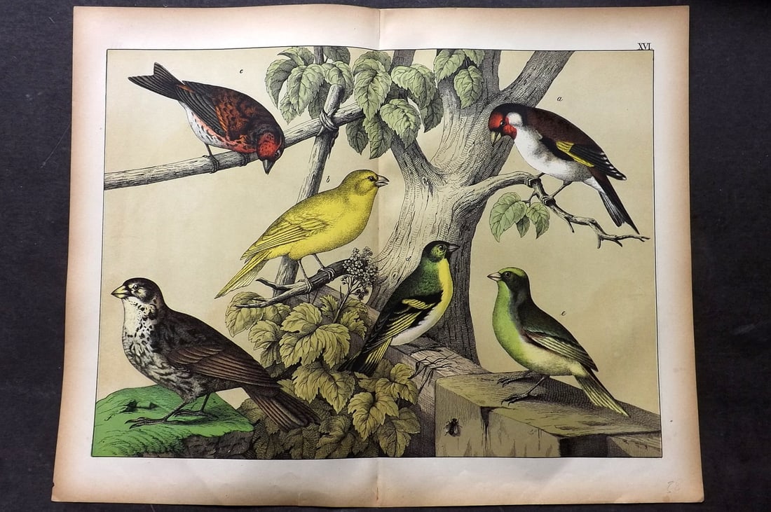 Schubert, Gotthilf C1880 Folio Bird Print. Canary, Serin, Linnet 16: Folio Lithograph Published C1880, Hecklingen & Munich for "Le Regne Animal" by Gotthilf Heinrich von Schubert. Centre fold as published. Paper Size: 16 x 12.5 ich (40 x 32cm) Good Condition