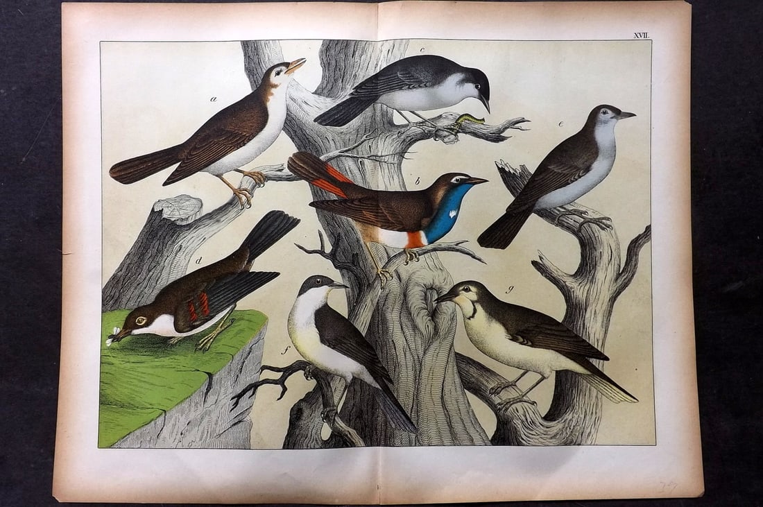 Schubert, Gotthilf C1880 Folio Bird Print. Warblers 17: Folio Lithograph Published C1880, Hecklingen & Munich for "Le Regne Animal" by Gotthilf Heinrich von Schubert. Centre fold as published. Paper Size: 16 x 12.5 ich (40 x 32cm) Good Condition