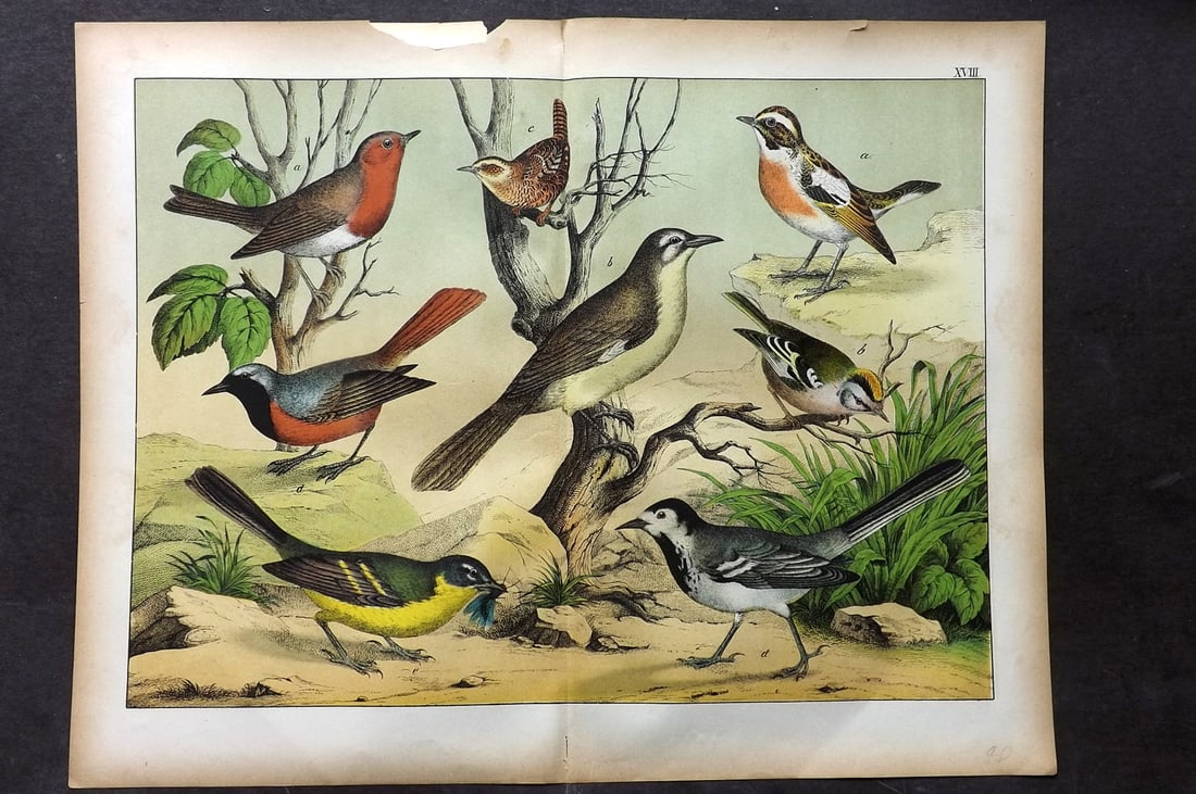 Schubert, Gotthilf C1880 Folio Bird Print. Robin, Kinglet, Wagtail 18: Folio Lithograph Published C1880, Hecklingen & Munich for "Le Regne Animal" by Gotthilf Heinrich von Schubert. Centre fold as published. Paper Size: 16 x 12.5 ich (40 x 32cm) Small top margin tear/chi