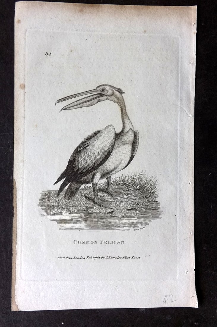Shaw, George 1809 Bird Print. Pelican: Copper Plate Published 1809 by G.Kearsley, London for "Zoological Lectures..." by George Shaw. Paper Size: 8 x 5 inch (21 x 13cm) Ink mark in left margin. Very minor margin toning. Good Condition