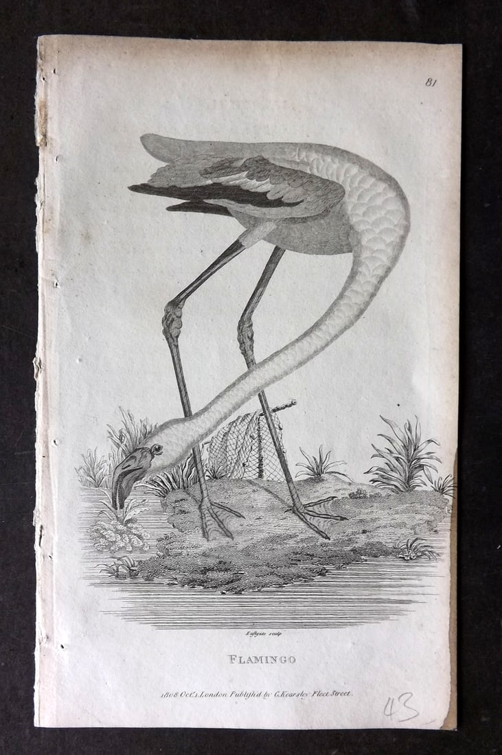 Shaw, George 1809 Bird Print. Flamingo: Copper Plate Published 1809 by G.Kearsley, London for "Zoological Lectures..." by George Shaw. Paper Size: 8 x 5 inch (21 x 13cm) Ink mark in edge of right margin. Very minor margin toning. Good Condi