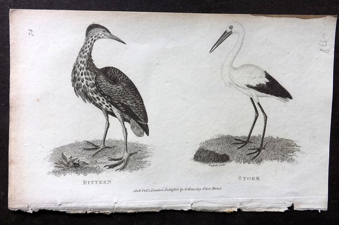 Shaw, George 1809 Bird Print. Bittern, Stork: Copper Plate Published 1809 by G.Kearsley, London for "Zoological Lectures..." by George Shaw. Paper Size: 8 x 5 inch (21 x 13cm) Very minor margin toning. Good Condition