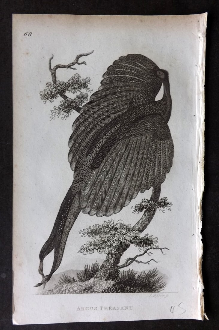 Shaw, George 1809 Bird Print. Argus Pheasant: Copper Plate Published 1809 by G.Kearsley, London for "Zoological Lectures..." by George Shaw. Paper Size: 8 x 5 inch (21 x 13cm) Very minor margin toning. Good Condition