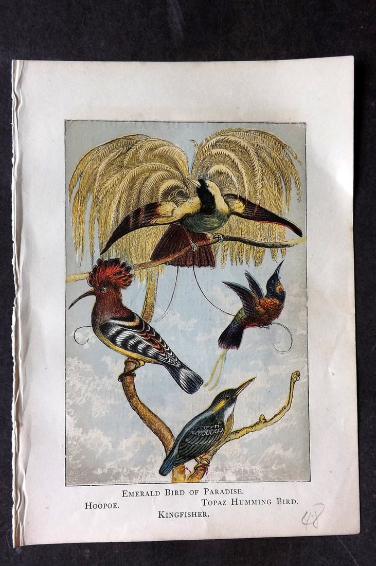 Warne, Frederick (Pub) C1880 Bird Print. Hoopoe, Hummingbird, Bird of Paradise, Kingfisher: Color Printed Woodblock Published C1880 by Frederick Warne, London for "Warne's Picture Natural History" Descriptive text to the reverse side. Paper Size: 6 x 4.25 inch (15 x 11cm) Good Condition