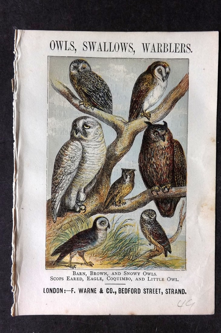 Warne, Frederick (Pub) C1880 Bird Print. Owls: Color Printed Woodblock Published C1880 by Frederick Warne, London for "Warne's Picture Natural History" Descriptive text to the reverse side. Paper Size: 6 x 4.25 inch (15 x 11cm) Good Condition
