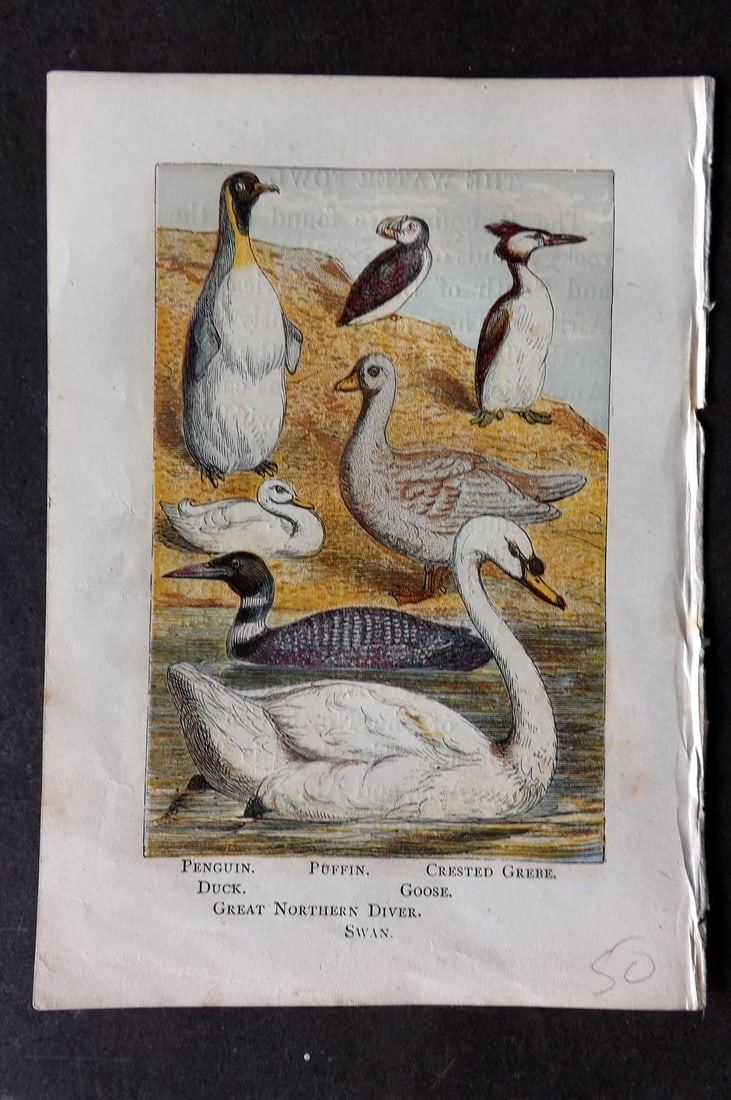 Warne, Frederick (Pub) C1880 Bird Print. Penguin, Swan, Puffin, Greve, Diver: Color Printed Woodblock Published C1880 by Frederick Warne, London for "Warne's Picture Natural History" Descriptive text to the reverse side. Paper Size: 6 x 4.25 inch (15 x 11cm) Good Condition