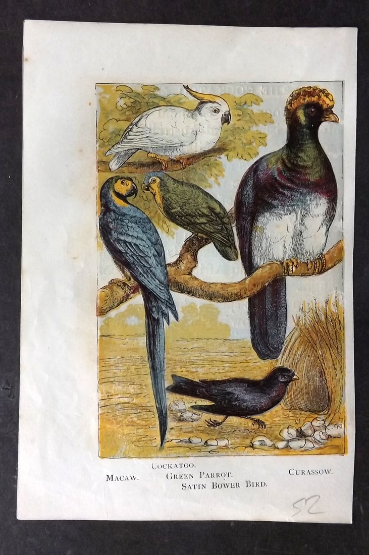 Warne, Frederick (Pub) C1880 Bird Print. Macaw, Cockatoo, Green Parrot, Bower Bird, Curassow (1 of 1)