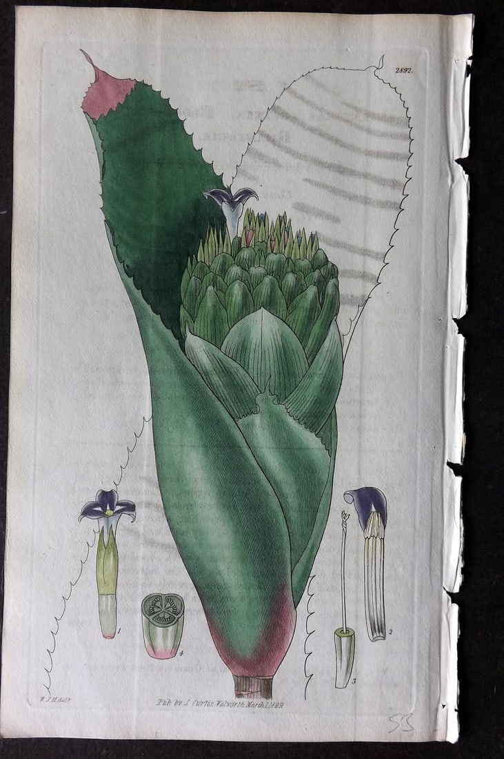 Curtis 1829 HCol Botanical Print. Blood Stained Billbergia 2892 (1 of 1)
