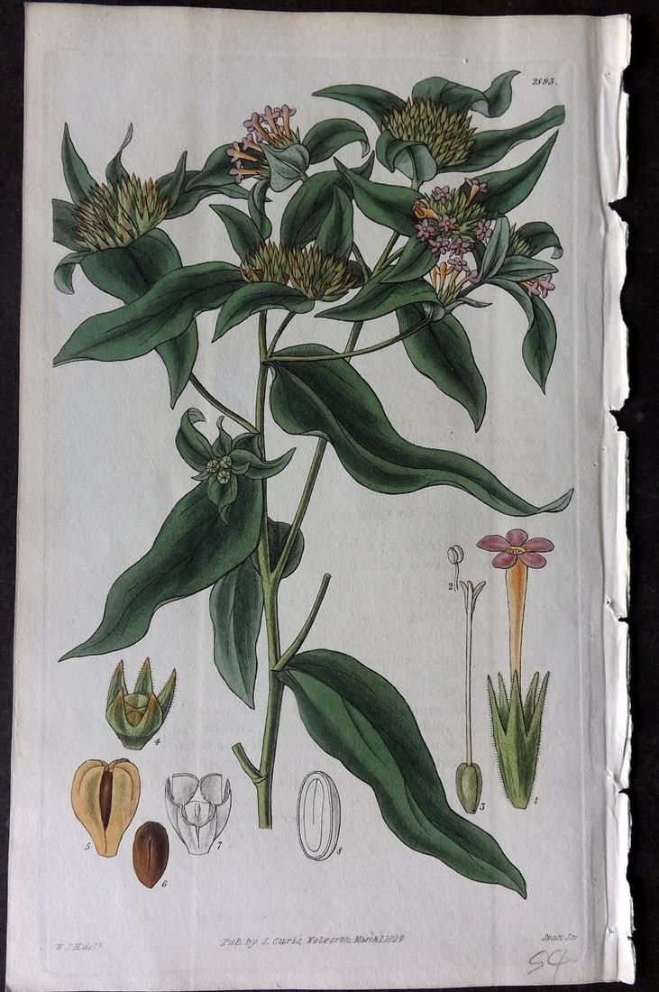 Curtis 1829 HCol Botanical Print. Small Flowered Collomia 2893: Hand Colored Etching Published 1787-1904, London for "The Botanical Magazine; or Flower-Garden Displayed" and later "Curtis's Botanical Magazine..." by William Curtis, continued by John Simms and othe