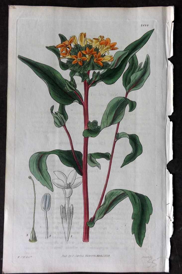 Curtis 1829 HCol Botanical Print. Large Flowered Collomia 2894: Hand Colored Etching Published 1787-1904, London for "The Botanical Magazine; or Flower-Garden Displayed" and later "Curtis's Botanical Magazine..." by William Curtis, continued by John Simms and othe