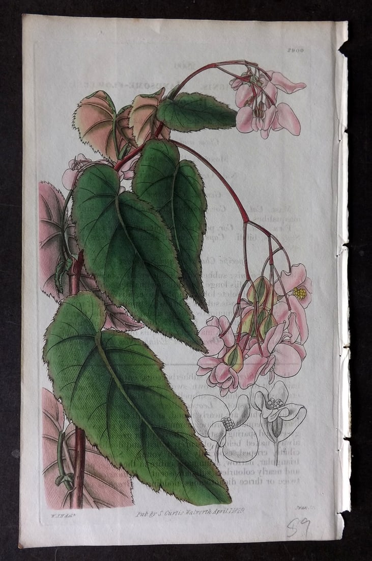 Curtis 1829 HCol Botanical Print. Handsome Flowered Begonia 2900 (1 of 1)