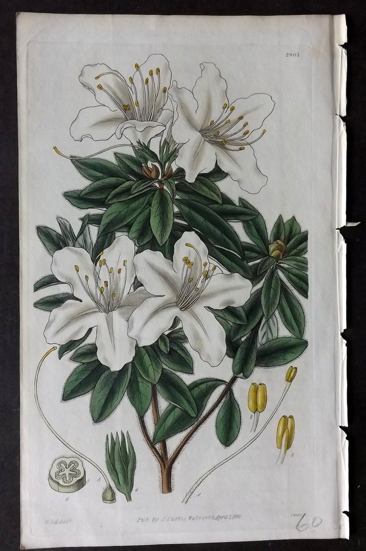 Curtis 1829 HCol Botanical Print. Fragrant Indian Azalea 2901 (1 of 1)