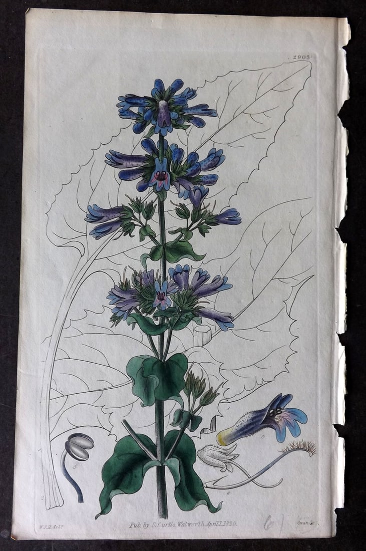 Curtis 1829 HCol Botanical Print. Ovate Leaved Pentstemon 2903 (1 of 1)