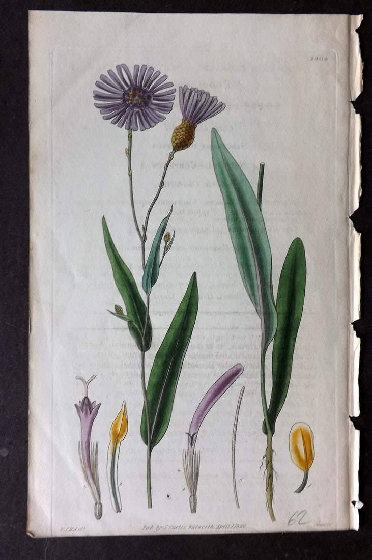 Curtis 1829 HCol Botanical Print. Slender Stalked Podolepsis 2904 (1 of 1)