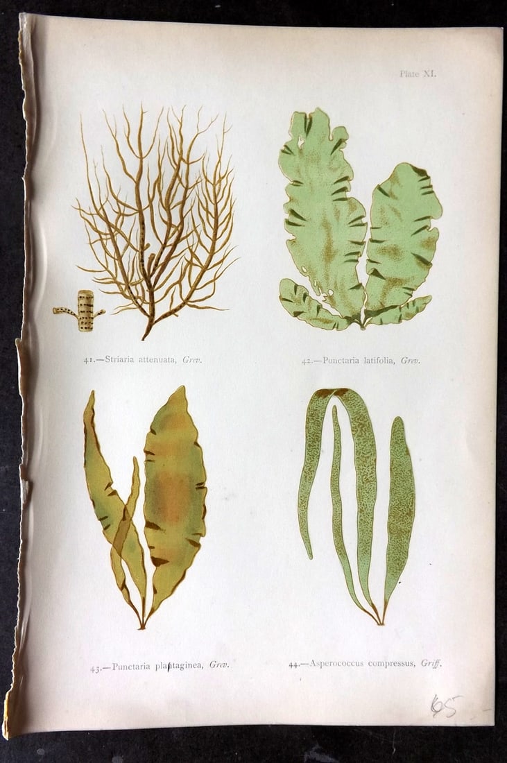 Gatty 1872 Seaweed Print. Striaria, Punctaria, Asperococcus 11: Woodblock Published 1872, London for "British Sea-Weeds. Drawn From Professor Harvey's 'Phycologia Britannica'" by Mrs Alfred Gatty. Printed in colours, some plates with additional hand colour. Paper 