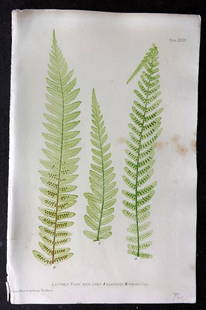 Moore & Bradbury 1860 Nature Printed Fern. Lastrea Filix-Mas 34: Nature Printed Electrotype Published 1859-60 by Bradbury & Evans, London for "The Octavo Nature-Printed British Ferns" by Thomas Moore. Printed by Henry Bradbury. Paper Size: 9.5 x 6 inch (24 x 16cm)
