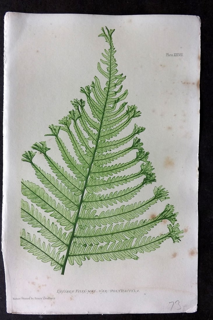 Moore & Bradbury 1860 Nature Printed Fern. Lastrea Filix-Mas 37 (1 of 1)