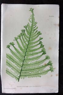 Moore & Bradbury 1860 Nature Printed Fern. Lastrea Filix-Mas 37: Nature Printed Electrotype Published 1859-60 by Bradbury & Evans, London for "The Octavo Nature-Printed British Ferns" by Thomas Moore. Printed by Henry Bradbury. Paper Size: 9.5 x 6 inch (24 x 16cm)