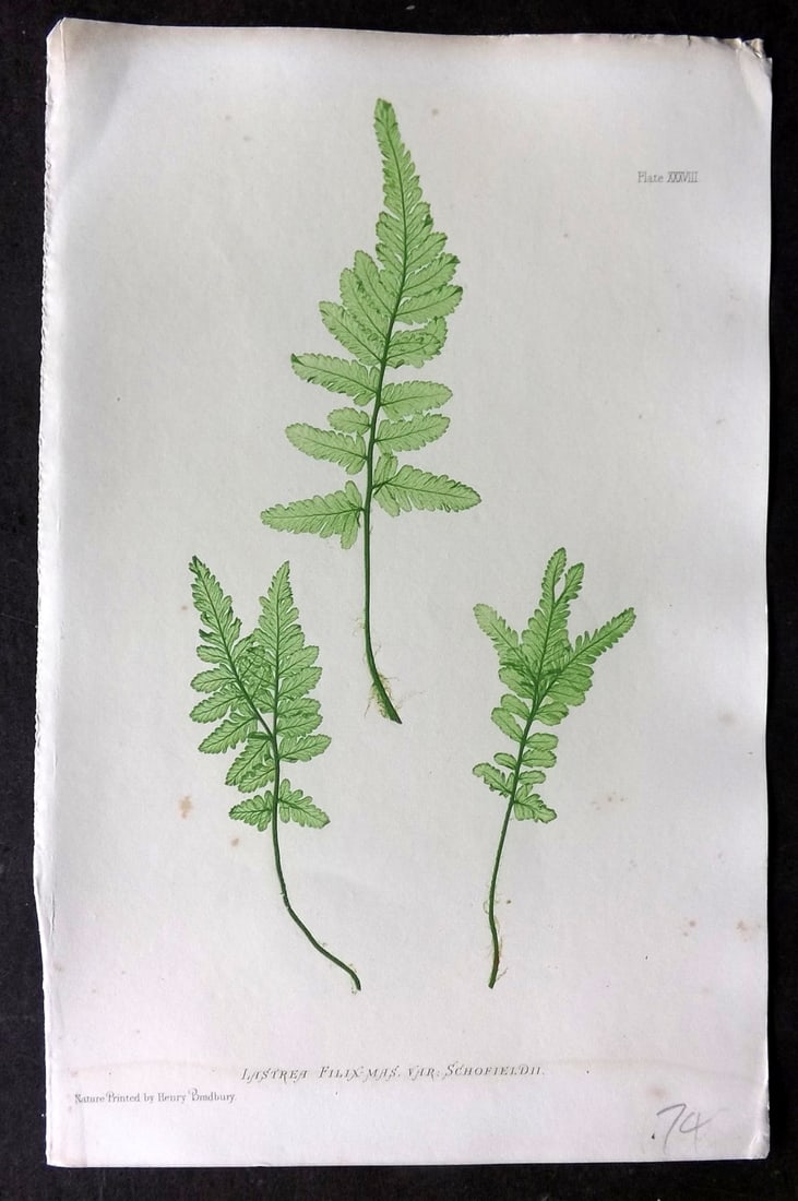 Moore & Bradbury 1860 Nature Printed Fern. Lastrea Filix-Mas 38: Nature Printed Electrotype Published 1859-60 by Bradbury & Evans, London for "The Octavo Nature-Printed British Ferns" by Thomas Moore. Printed by Henry Bradbury. Paper Size: 9.5 x 6 inch (24 x 16cm) 