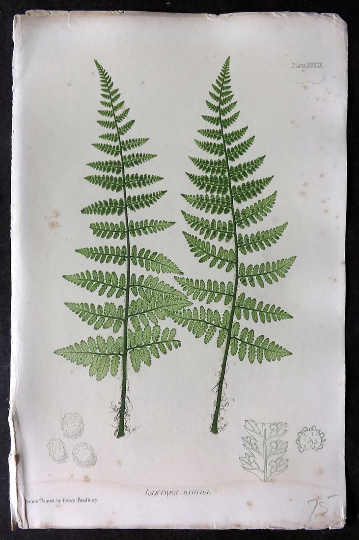 Moore & Bradbury 1860 Nature Printed Fern. Lastrea Rigida 39: Nature Printed Electrotype Published 1859-60 by Bradbury & Evans, London for "The Octavo Nature-Printed British Ferns" by Thomas Moore. Printed by Henry Bradbury. Paper Size: 9.5 x 6 inch (24 x 16cm) 