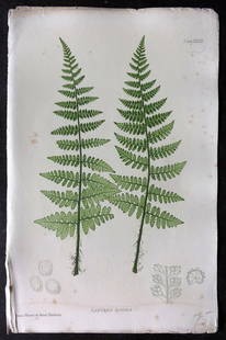 Moore & Bradbury 1860 Nature Printed Fern. Lastrea Rigida 39: Nature Printed Electrotype Published 1859-60 by Bradbury & Evans, London for "The Octavo Nature-Printed British Ferns" by Thomas Moore. Printed by Henry Bradbury. Paper Size: 9.5 x 6 inch (24 x 16cm)