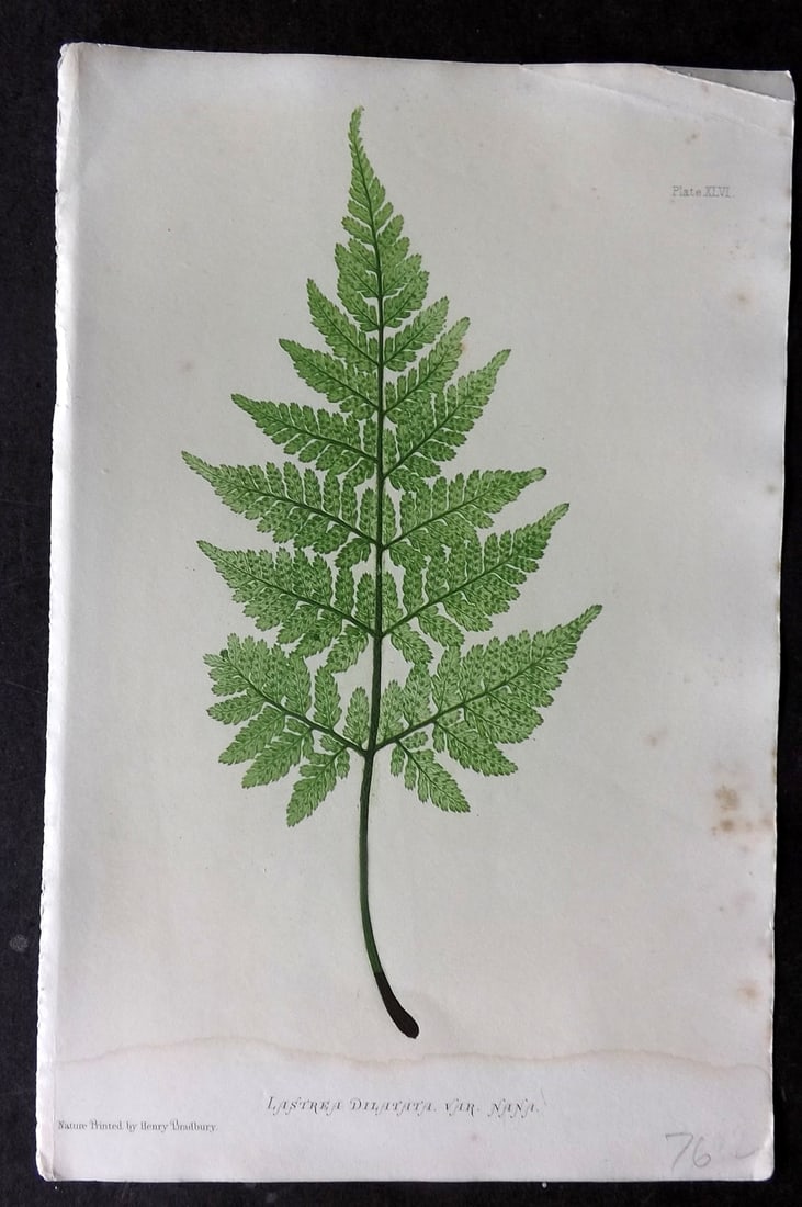 Moore & Bradbury 1860 Nature Printed Fern. Lastrea Dilatata 46: Nature Printed Electrotype Published 1859-60 by Bradbury & Evans, London for "The Octavo Nature-Printed British Ferns" by Thomas Moore. Printed by Henry Bradbury. Paper Size: 9.5 x 6 inch (24 x 16cm) 