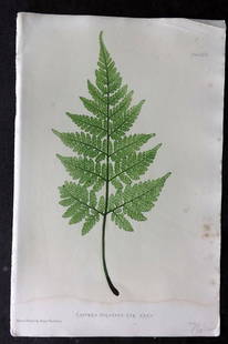 Moore & Bradbury 1860 Nature Printed Fern. Lastrea Dilatata 46: Nature Printed Electrotype Published 1859-60 by Bradbury & Evans, London for "The Octavo Nature-Printed British Ferns" by Thomas Moore. Printed by Henry Bradbury. Paper Size: 9.5 x 6 inch (24 x 16cm)