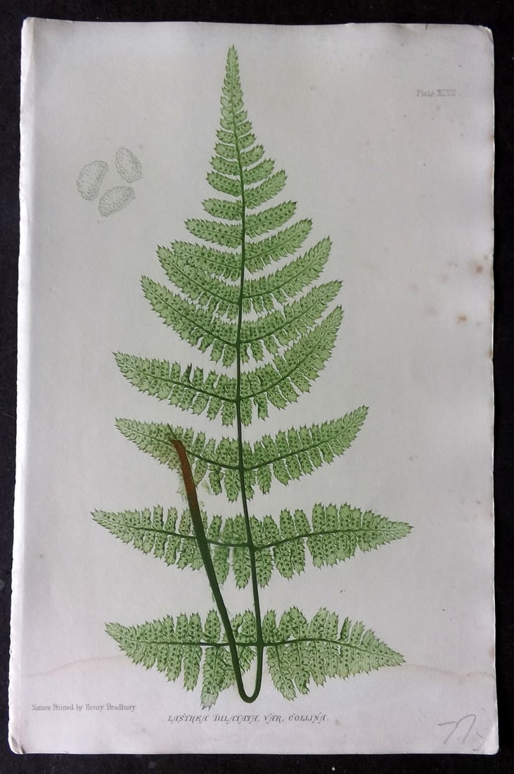 Moore & Bradbury 1860 Nature Printed Fern. Lastrea Dilatata 47 (1 of 1)