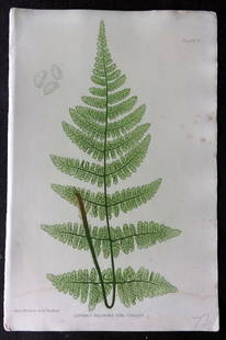Moore & Bradbury 1860 Nature Printed Fern. Lastrea Dilatata 47: Nature Printed Electrotype Published 1859-60 by Bradbury & Evans, London for "The Octavo Nature-Printed British Ferns" by Thomas Moore. Printed by Henry Bradbury. Paper Size: 9.5 x 6 inch (24 x 16cm)