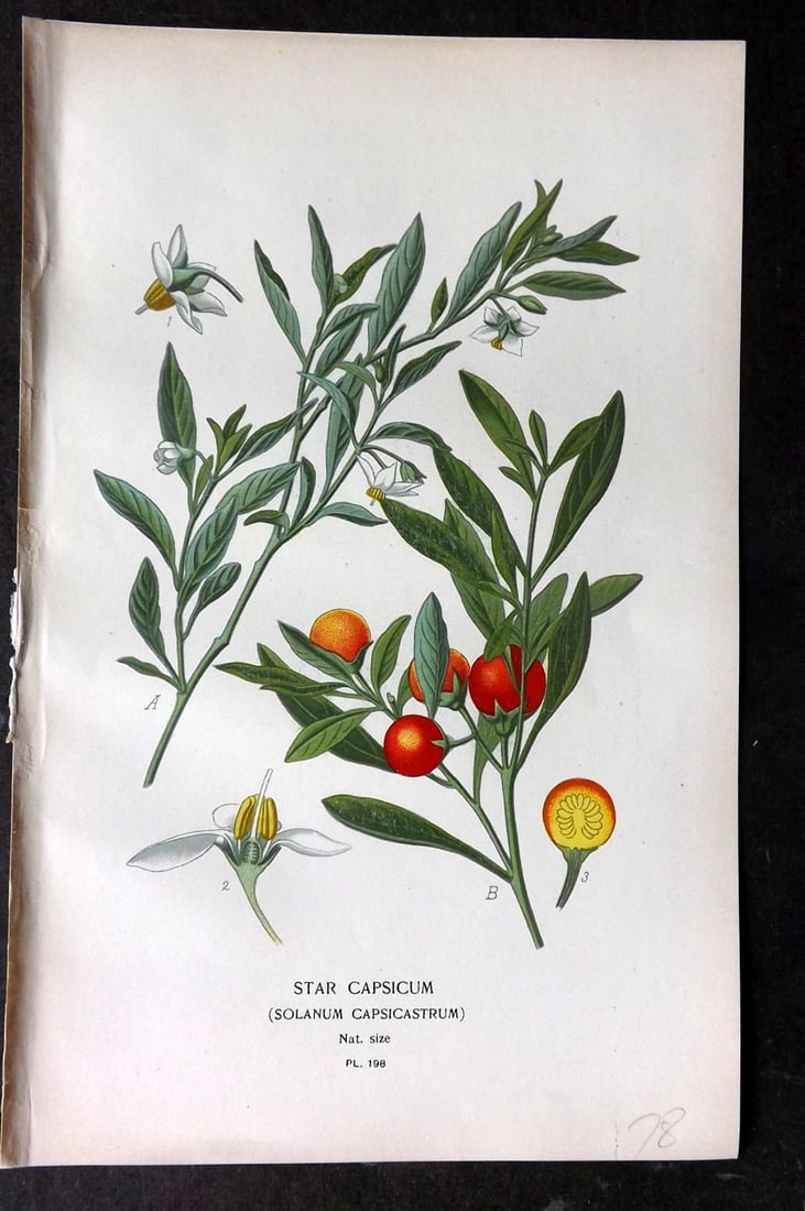 Step, Edward 1897 Antique Botanical Print. Star Capsicum 198: Chromolithograph Published 1896-97 by Frederick Warne & Co., London for "Favourite Flowers of Garden and Greenhouse" by Edward Step and William Watson. Paper Size: 9.5 x 6 inch (24 x 15cm) Good Condit